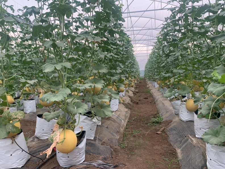 crown_melon