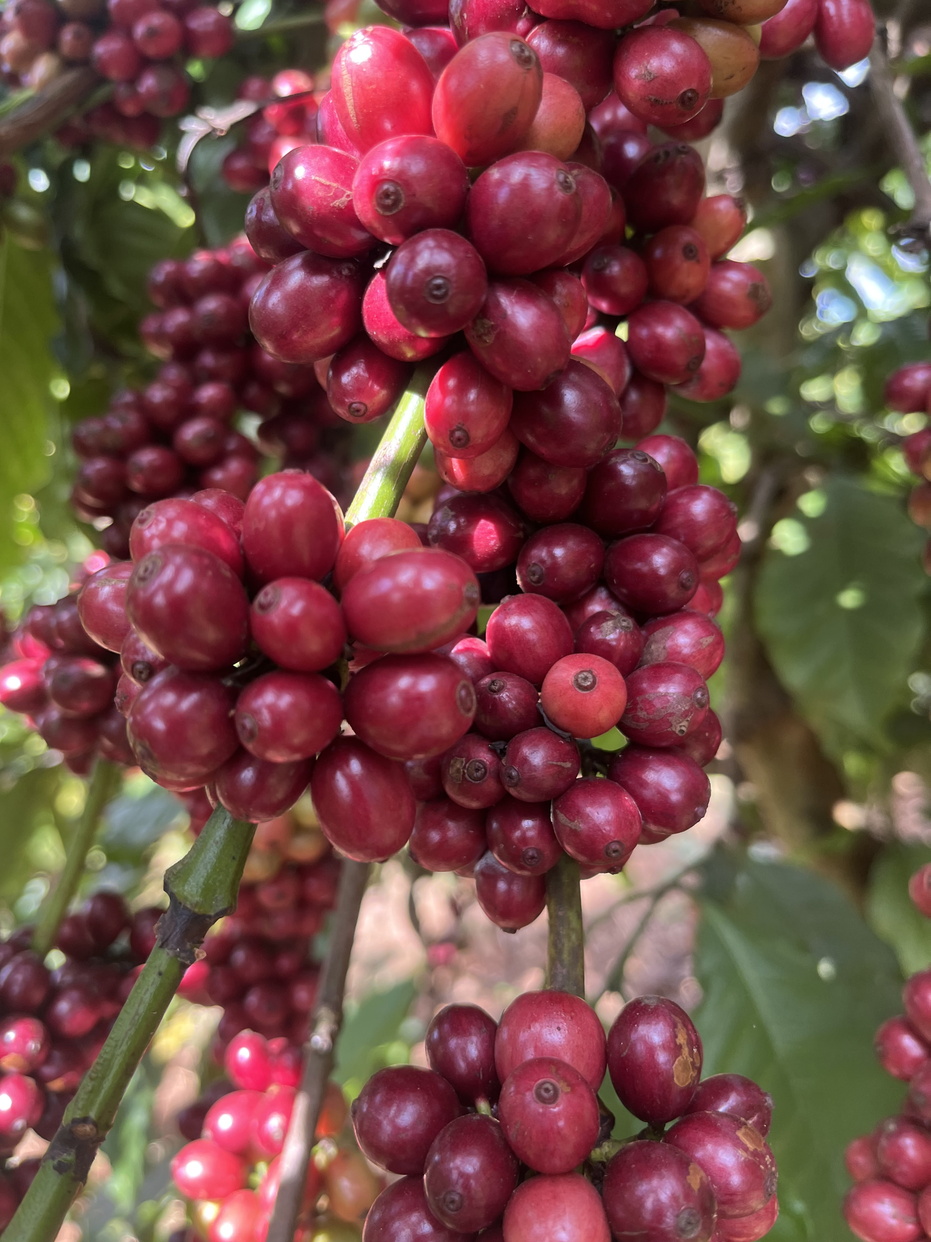 Mùa cà phê chín  – Bí mật hương vị cà phê nguyên chất.