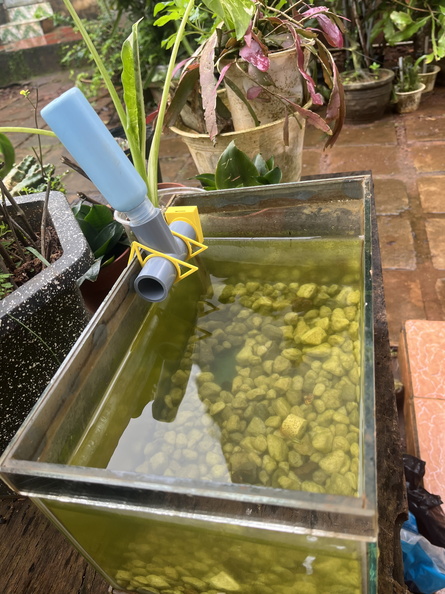 Thiết bị cho cá ăn tự động